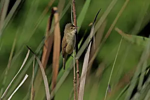 Acrocephalus: 80195968 Australian Reed-Warbler Australia Acrocephalus