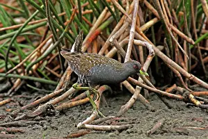 Crake: 80195970 Australian Spotted Crake Gold Coast, Queensland