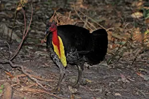 Brush: 80195972 Australian Brush Turkey Australia Alectura