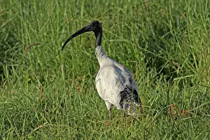Ibis: 80195974 Australian White Ibis Gold Coast, Queensland