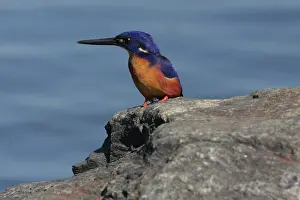 Alcedo: 80195975 Azure Kingfisher Australia Alcedo azurea