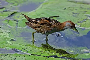 Crake: 80195976 Baillon's Crake Gold Coast, Queensland