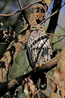 Barking: 80195978 Barking Owl Gold Coast, Queensland, Australia