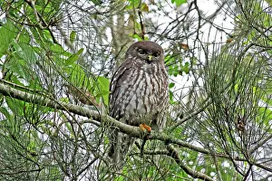 Barking: 80195979 Barking Owl Gold Coast, Queensland, Australia