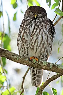 Barking: 80195980 Barking Owl Gold Coast, Queensland, Australia