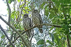 Barking: 80195981 Barking Owl - pair Gold Coast, Queensland