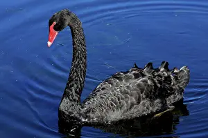 Atratus: 80195982 Black Swan Australia Cygnus atratus Hans
