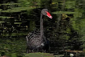 Atratus: 80195984 Black Swan Australia Cygnus atratus Hans