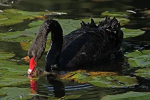 Atratus: 80195986 Black Swan Australia Cygnus atratus Hans