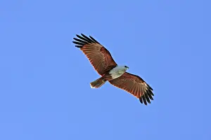 Kite: 80195990 Brahminy Kite Gold Coast, Queensland, Australia