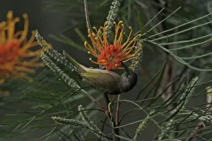 Lichmera: 80195992 Brown Honeyeater Austalia Lichmera indistincta