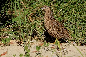 Quail: 80195993 Brown Quail / Swamp Quail / Silver / Tasmanian