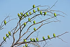 Budgerigar: 80195994 Budgerigar Queensland, Australia Melopsittacus