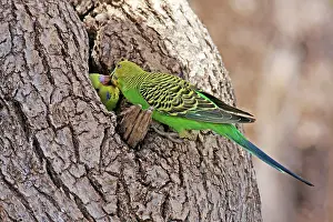 Budgerigar: 80195995 Budgerigar Queensland, Australia Melopsittacus