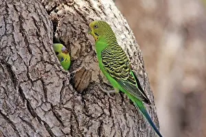 Budgerigar: 80195996 Budgerigar Queensland, Australia Melopsittacus