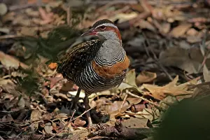 Gallirallus: 80195997 Buff-banded Rail Australia Gallirallus