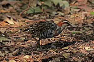 Gallirallus: 80195998 Buff-banded Rail Australia Gallirallus
