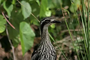 Burhinus: 80195999 Bush Stone-Curlew Australia Burhinus grallarius