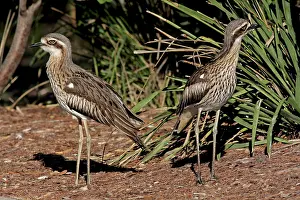 Burhinus: 80196001 Bush Stone-Curlew Australia Burhinus grallarius