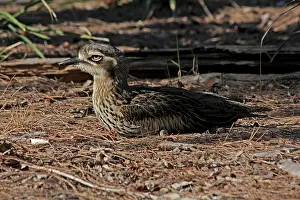 Burhinus: 80196002 Bush Stone-Curlew Australia Burhinus grallarius