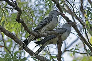 Cuckoo: 80196003 Channel-billed Cuckoo Australia Scythrops