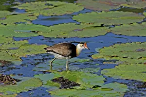 Comb: 80196005 Comb-crested Jacana Australia Irediparra