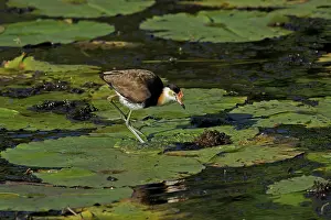 Comb: 80196006 Comb-crested Jacana Australia Irediparra