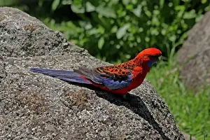 Crimson: 80196008 Crimson Rosella Australia Platycercus elegans