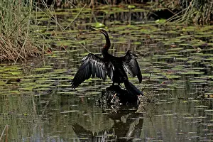 Anhinga: 80196009 Darter - male Australia Anhinga melanogaster
