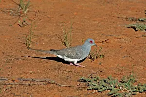 Diamond: 80196010 Diamond Dove Australia Geopelia cuneata
