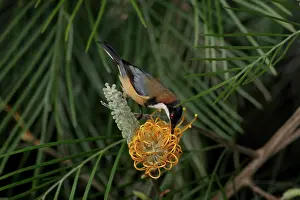 Spinebill: 80196012 Eastern Spinebill Australia Acanthorhynchus