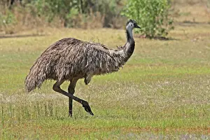 Dromaius: 80196013 Emu Queensland, Australia Dromaius novaehollandiae