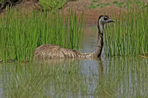 Dromaius: 80196014 Emu - bathing Queensland, Australia Dromaius