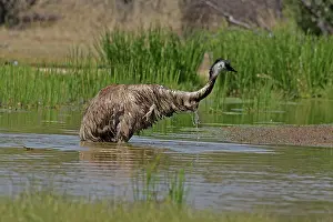 Dromaius: 80196015 Emu - bathing Queensland, Australia Dromaius