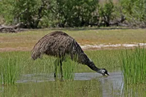 Dromaius: 80196016 Emu - bathing Queensland, Australia Dromaius
