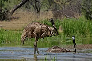 Dromaius: 80196018 Emu - bathing Queensland, Australia Dromaius