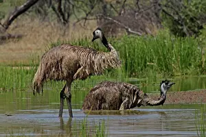 Dromaius: 80196019 Emu - bathing Queensland, Australia Dromaius