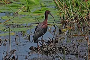 Ibis: 80196020 Glossy Ibis Gold Coast, Queensland, Australia
