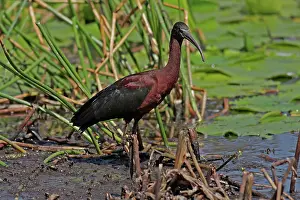 Ibis: 80196021 Glossy Ibis Gold Coast, Queensland, Australia