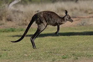 Macropus: 80196029 Eastern Grey Kangaroo Australia Macropus