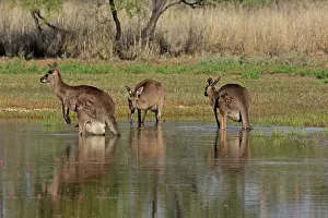 Macropus: 80196030 Eastern Grey Kangaroo Australia Macropus