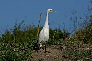Intermediate: 80196031 Intermediate Egret Gold Coast, Queensland
