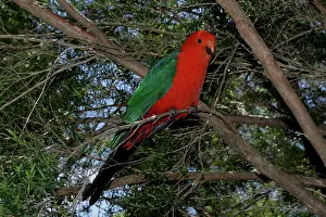 Alisterus: 80196033 Australian King Parrot Australia Alisterus