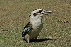 Laughing: 80196035 Laughing Kookaburra Australia Dacelo novaeguineae