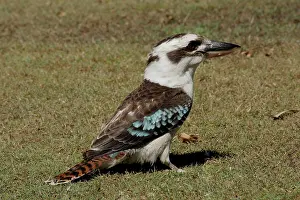 Laughing: 80196036 Laughing Kookaburra Australia Dacelo novaeguineae