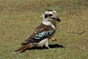 Laughing: 80196037 Laughing Kookaburra Australia Dacelo novaeguineae