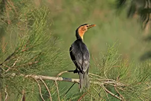 Microcarbo: 80196042 Little Pied Cormorant Australia Microcarbo