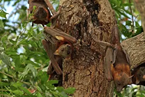 Upside: 80196044 Little Red Flying Fox - hanging upside