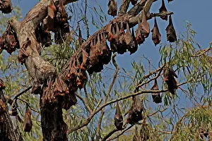 Upside: 80196046 Little Red Flying Fox - hanging upside