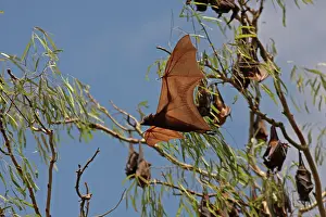 Queensland: 80196048 Little Red Flying Fox - in flight Queensland